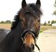 New Forest Tanholt Lucky **SOLGT** 