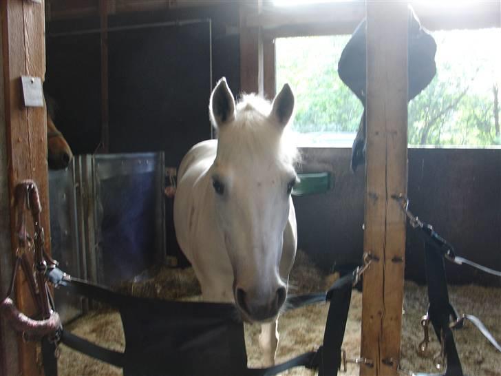 Welsh Mountain (sec A) Josefine smedegård solgt - Jose i sin boks og ved siden af yellow  billede 7