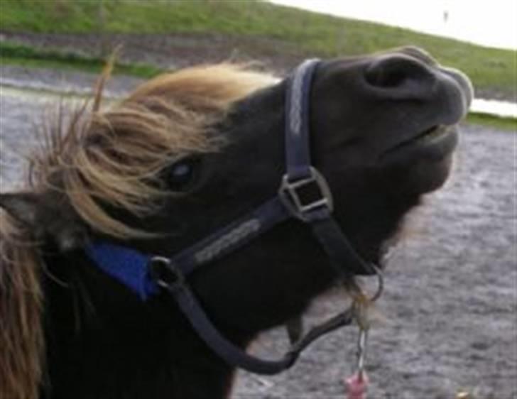 Shetlænder Plys *Solgt* :( billede 16