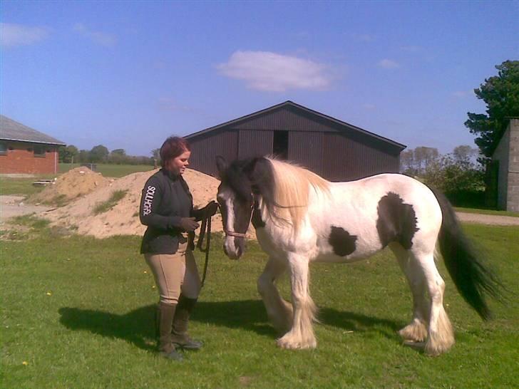 Irish Cob Gipsy - 11/5-09... hun har tabt sig rigtig meget... hun er blevet så flot... :-) billede 5