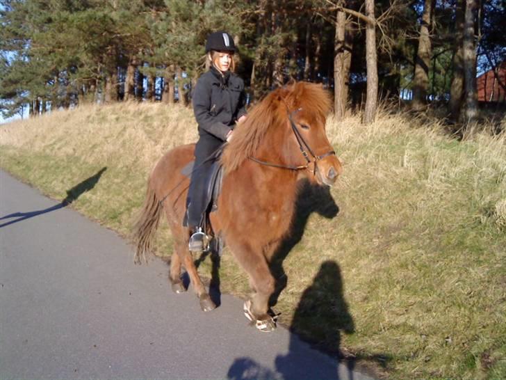 Islænder Funi F. Lykkesholm - #12 Tölt ude i det dejlige vejr :D  Foto: Amalie billede 12