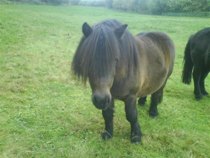 Anden særlig race Laban billede 1
