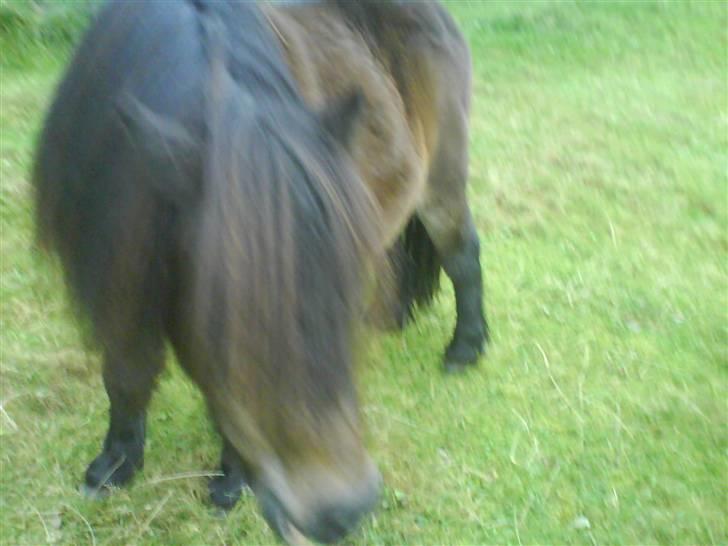 Anden særlig race Laban billede 2