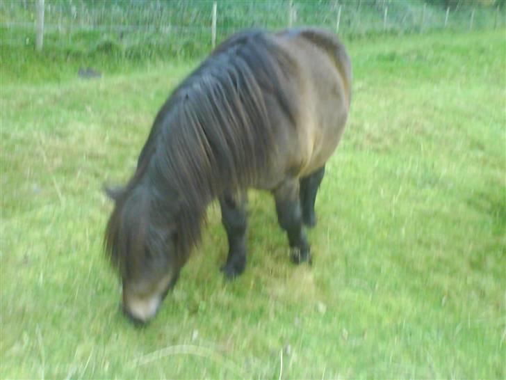 Anden særlig race Laban billede 3