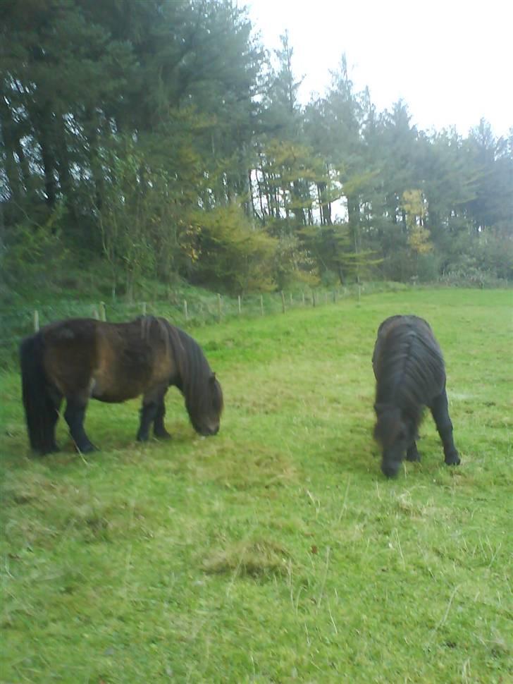 Anden særlig race Laban billede 4