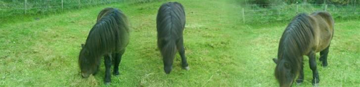 Anden særlig race Laban billede 6