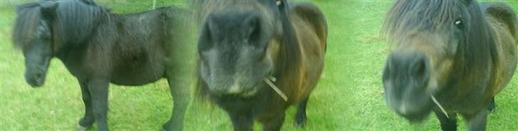 Anden særlig race Laban billede 7