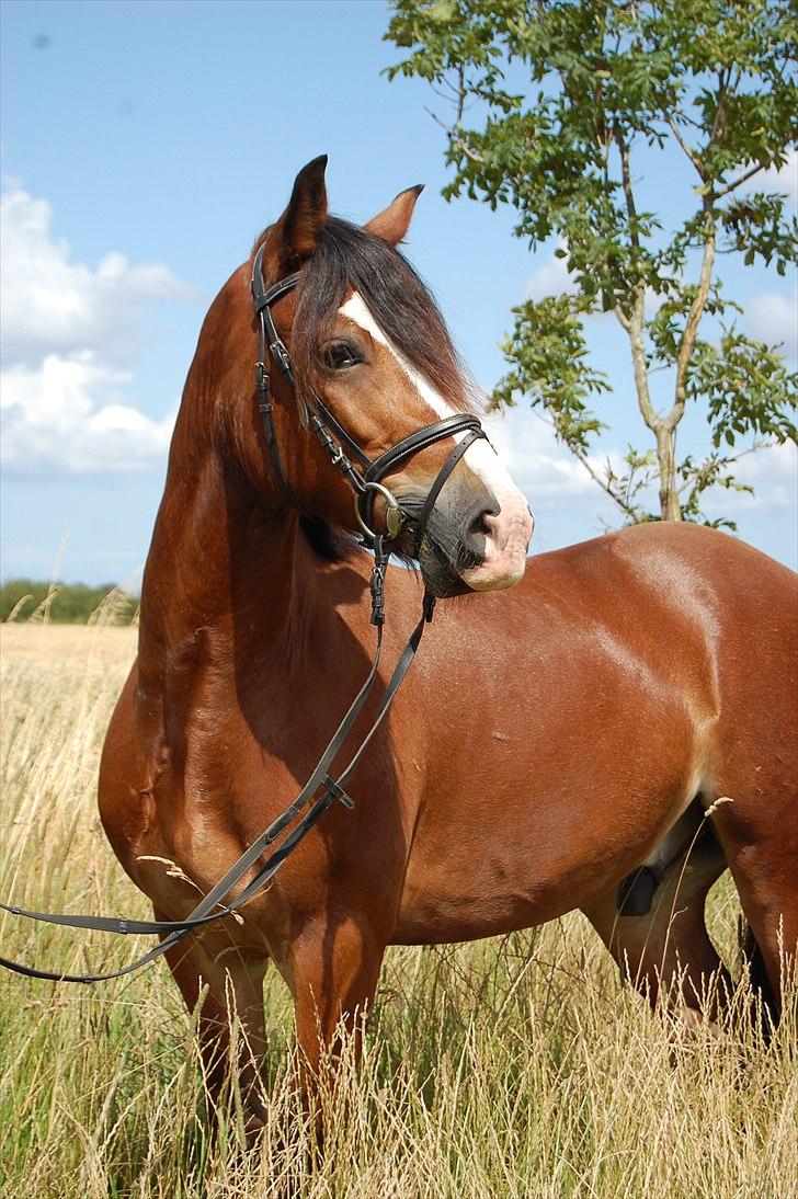 Welsh Cob (sec D) Fjordglimt Mr. Kennedy  - Maj 2010 billede 4