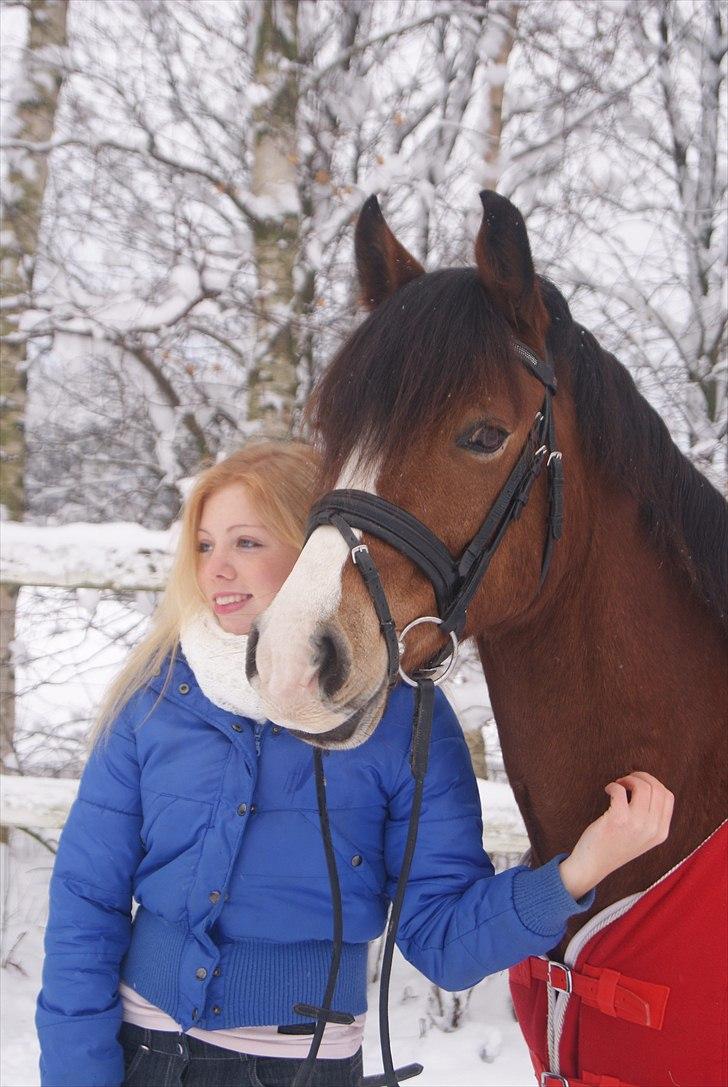 Welsh Cob (sec D) Fjordglimt Mr. Kennedy  - I sneen D. 28/11 2010 billede 6