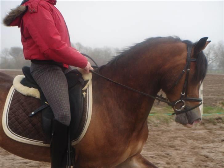 Welsh Cob (sec D) Fjordglimt Mr. Kennedy  - Træning D 2/4 2009 billede 5
