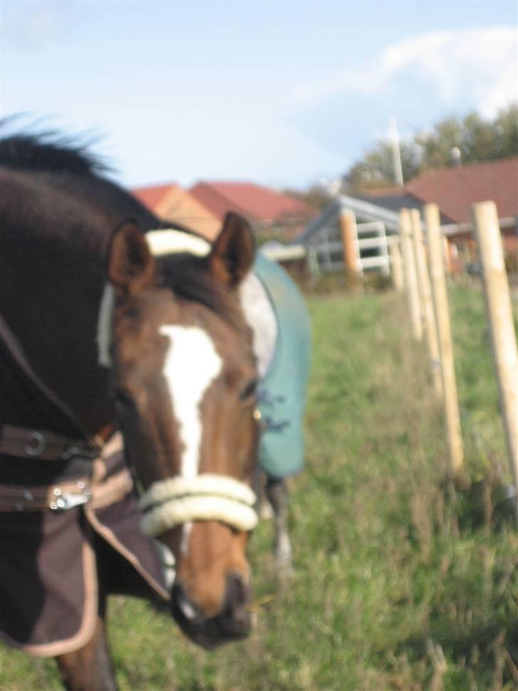 Dansk Varmblod Stald Mejnert´s Martinez  billede 2