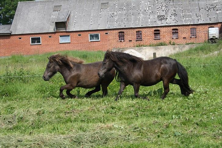 Shetlænder Jægergårdens Hikki -  Hikki og Lise Foto : Mig / Hanne Viola Pedersen billede 14