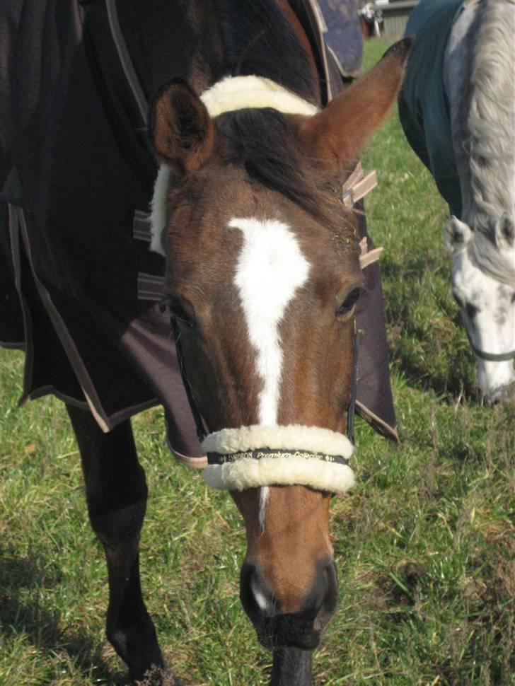 Dansk Varmblod Stald Mejnert´s Martinez  billede 4