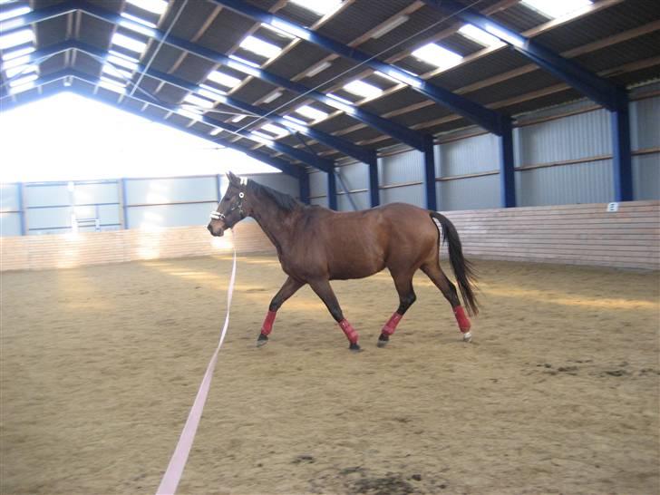 Dansk Varmblod Stald Mejnert´s Martinez  billede 7