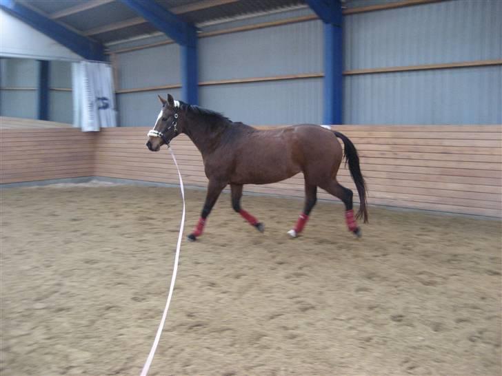 Dansk Varmblod Stald Mejnert´s Martinez  billede 8