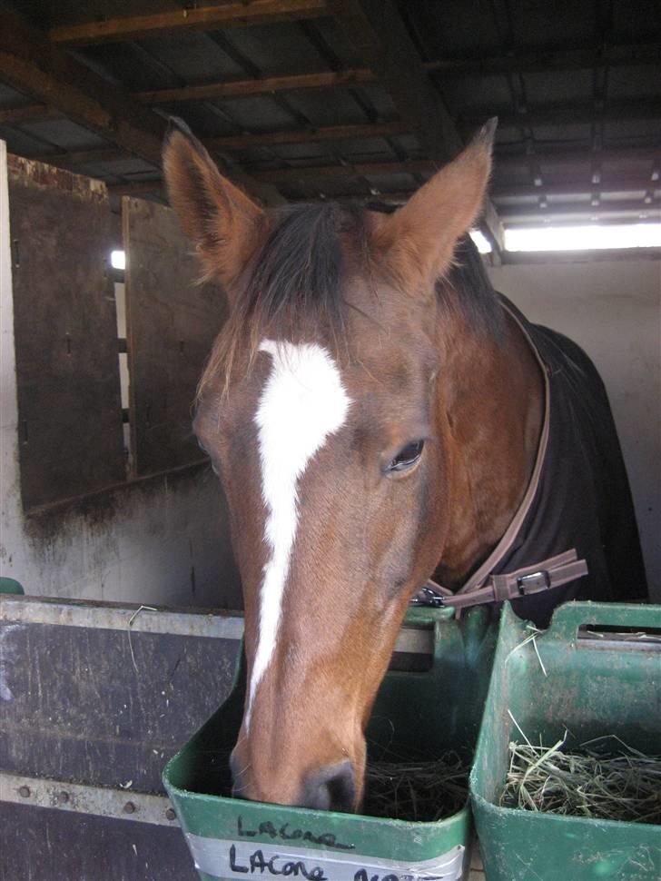 Dansk Varmblod Stald Mejnert´s Martinez  billede 9