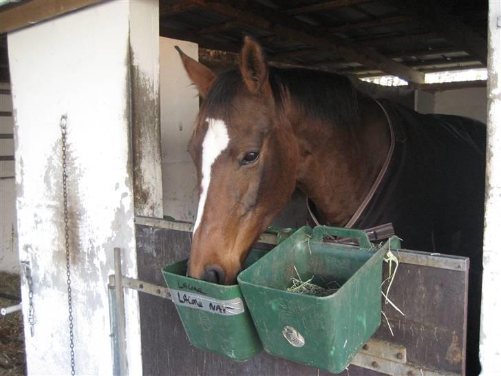 Dansk Varmblod Stald Mejnert´s Martinez  billede 10