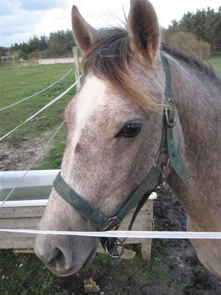 Anden særlig race O´malli (solgt) billede 8