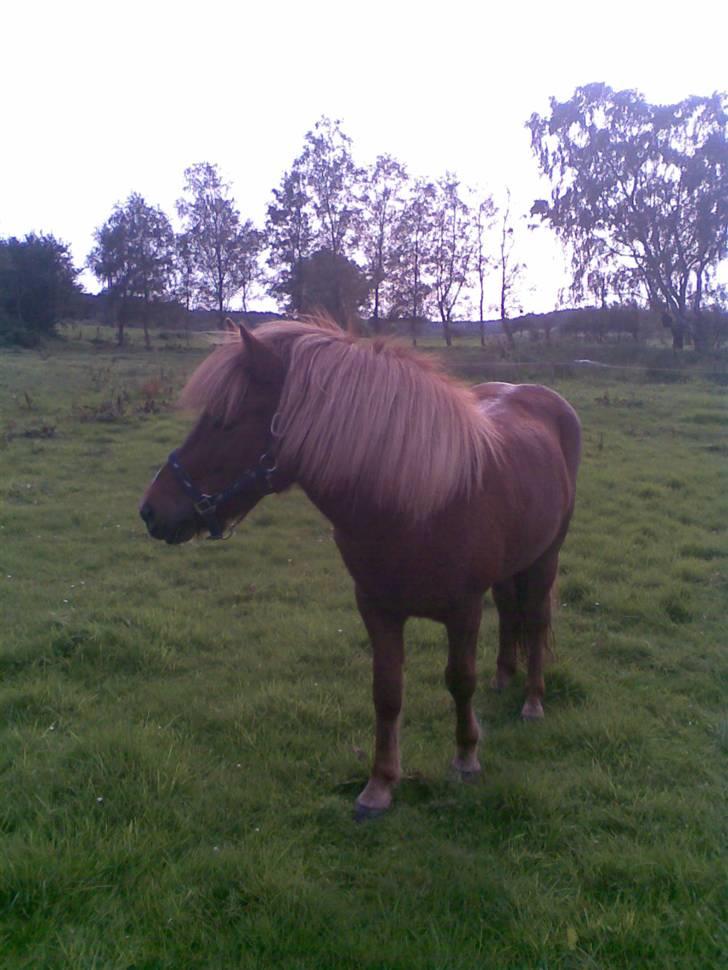 Islænder Svala fra Bonderup billede 7
