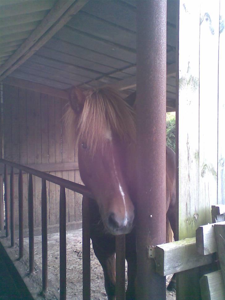 Islænder Svala fra Bonderup billede 8