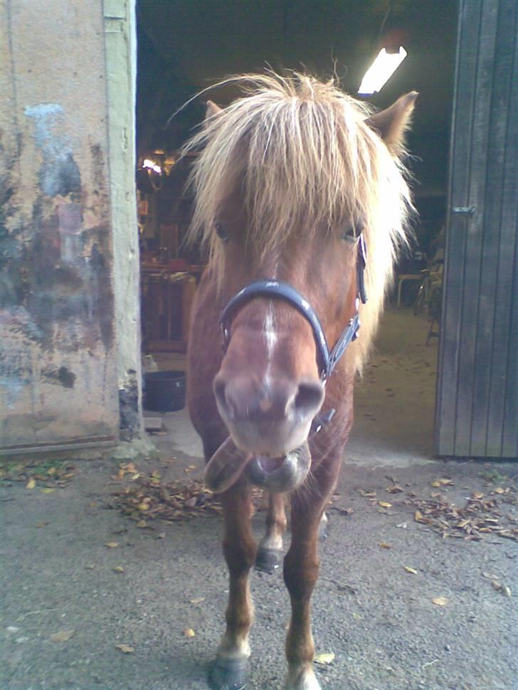 Islænder Svala fra Bonderup billede 9