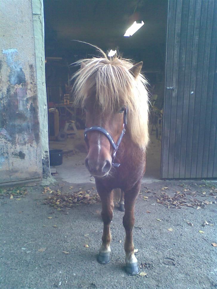 Islænder Svala fra Bonderup billede 10
