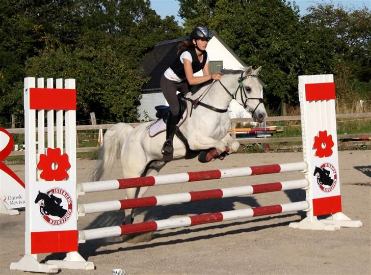 Anden særlig race Chagall - træning (: <3 foto: katrine billede 8