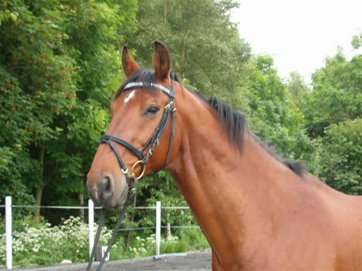 Dansk Varmblod Mondeo - velkommen til monses profil:) billede 1