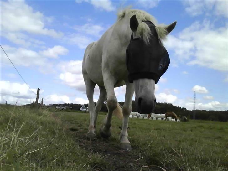 Islænder BLEIKALÁ FRA MALLE - Fordi du er særlig.. <3 billede 4