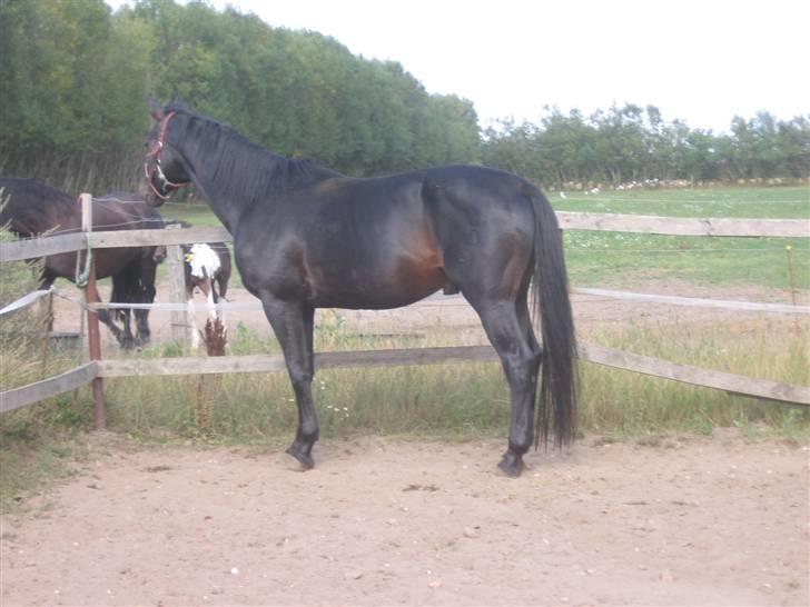 Oldenborg Santano billede 1
