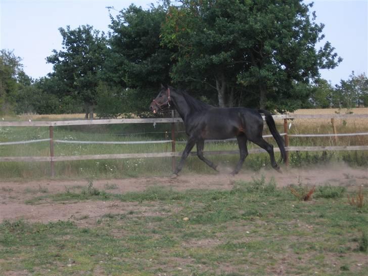 Oldenborg Santano billede 2