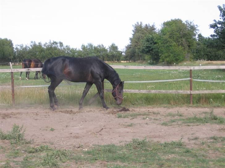 Oldenborg Santano billede 3