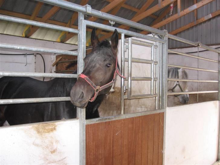 Oldenborg Santano billede 4