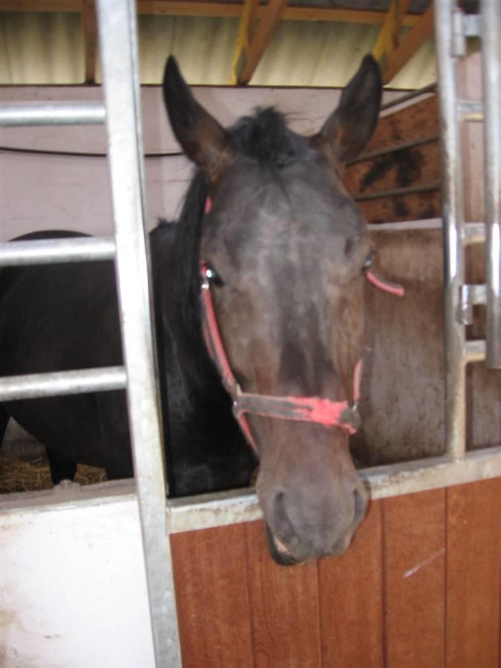 Oldenborg Santano billede 5