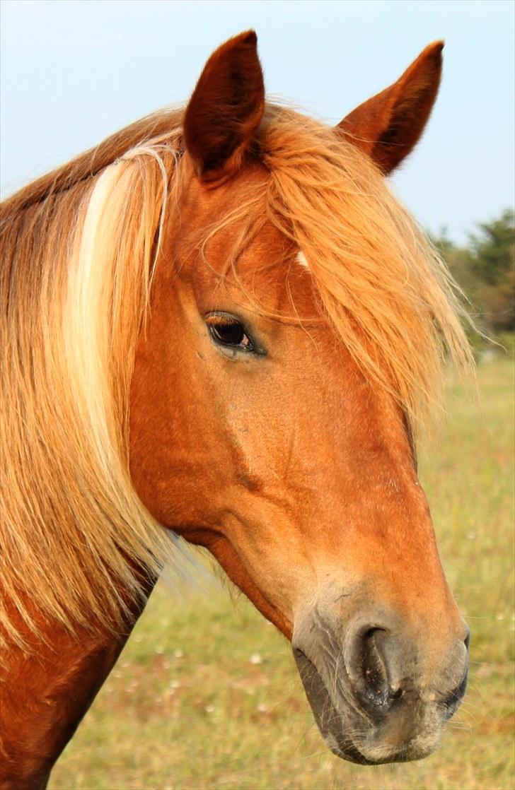 Anden særlig race Morgan - If you are the rum, you can be sure that I am the alcoholic :) - Howling Pictures . billede 4
