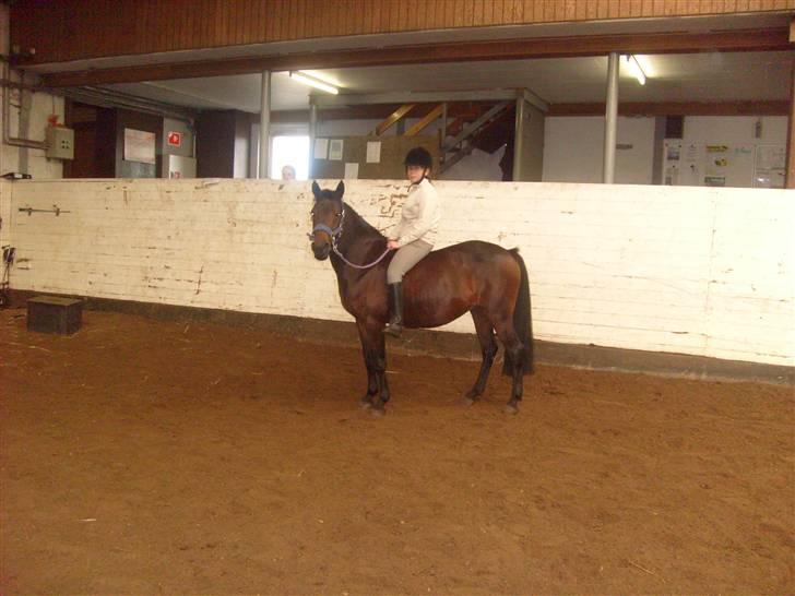 New Forest Beauty   Solgt - så står hun pænt billede 16