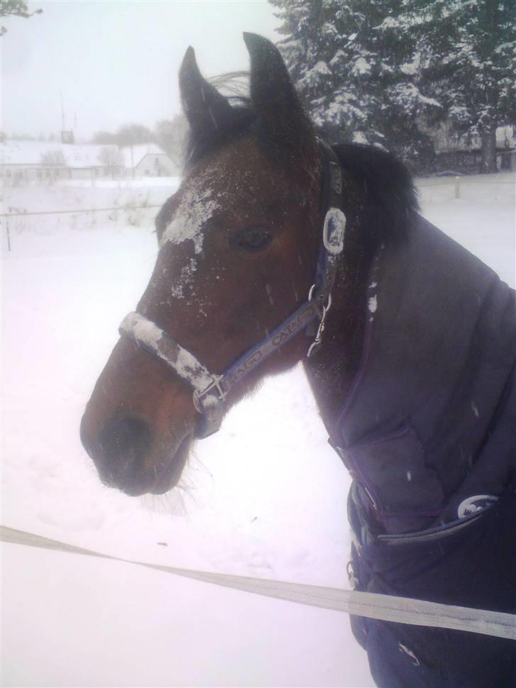 Standardbred great idea - det ligner lidt han har fået en sne bold lig i hovedt<3 billede 3