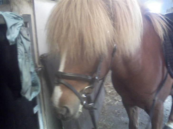 Islænder Flugar  billede 2