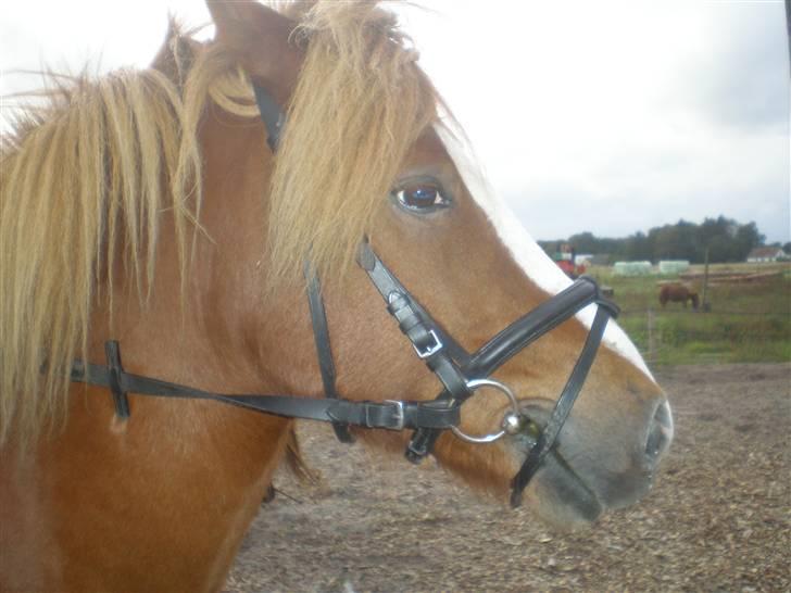 Islænder Flugar  billede 3