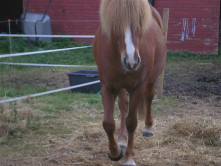 Islænder Flugar  billede 4