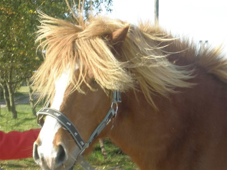 Islænder Flugar  billede 5