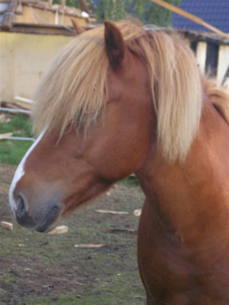 Islænder Flugar  billede 6