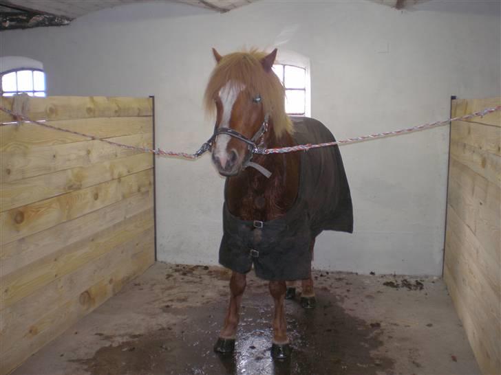 Islænder Flugar  billede 7