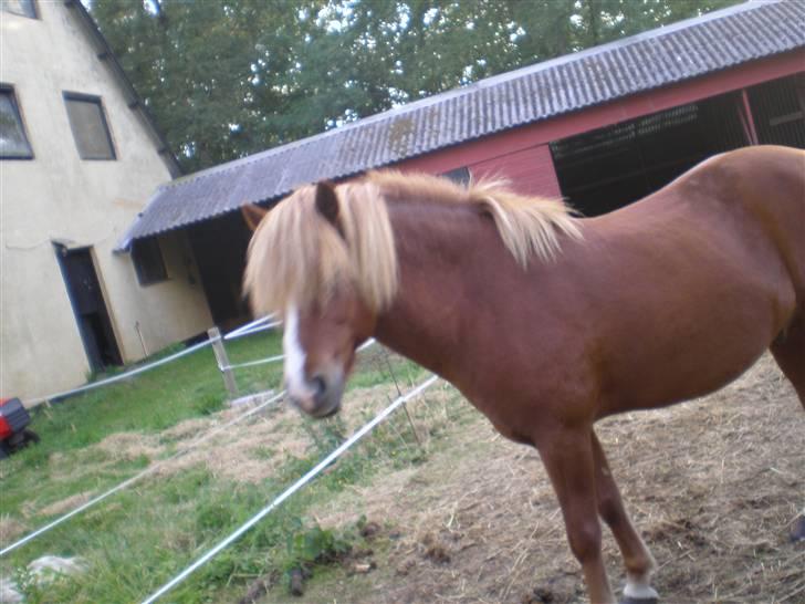 Islænder Flugar  billede 8