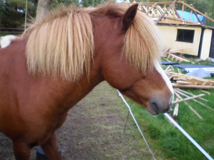 Islænder Flugar  billede 9