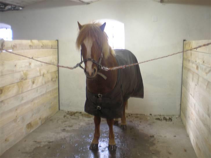 Islænder Flugar  - Skal lige lege lidt med den lille hest.. billede 10