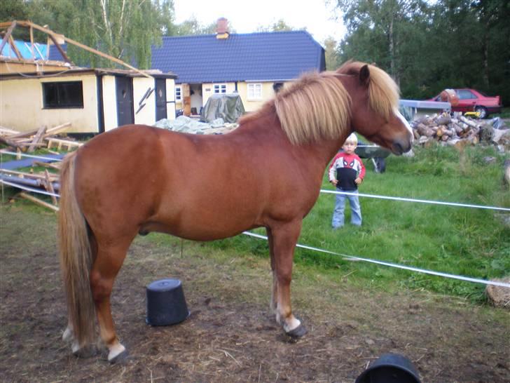 Islænder Flugar  billede 11