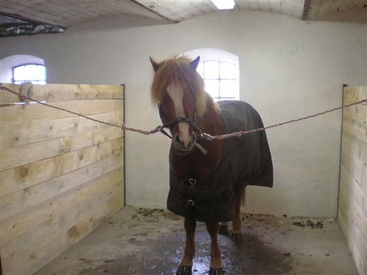 Islænder Flugar  billede 12