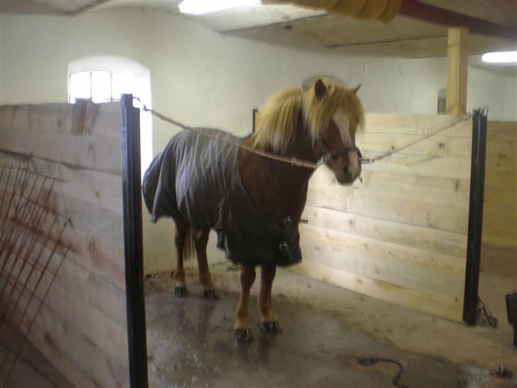 Islænder Flugar  billede 13