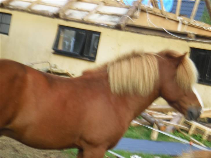 Islænder Flugar  billede 14